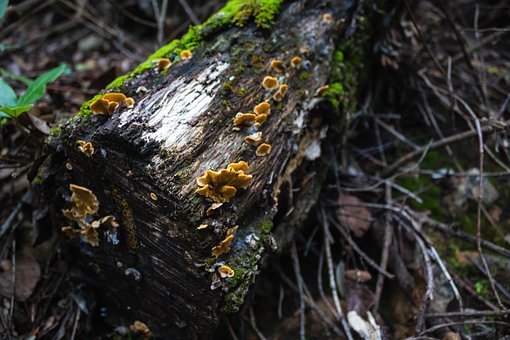 Free Forest Wood photo and picture