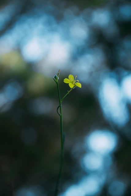 Free Flower Petals photo and picture