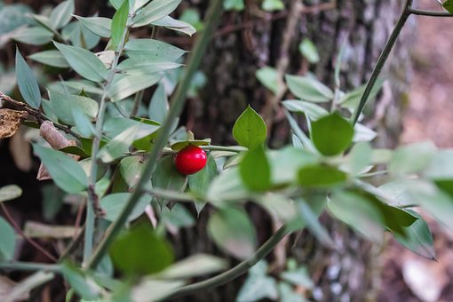 Free Cherry Green Leaves photo and picture