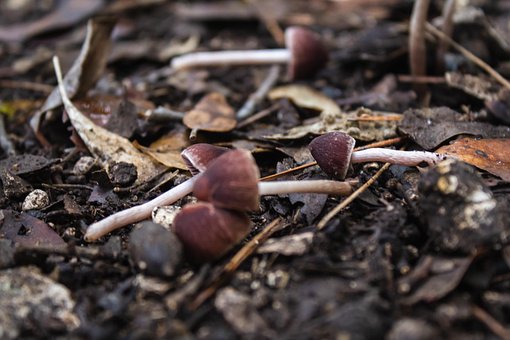 Free Mushrooms Autumn photo and picture