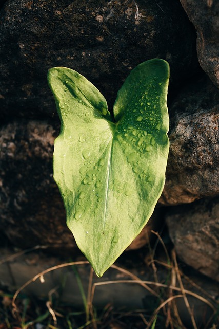 Free Leaf Plant photo and picture