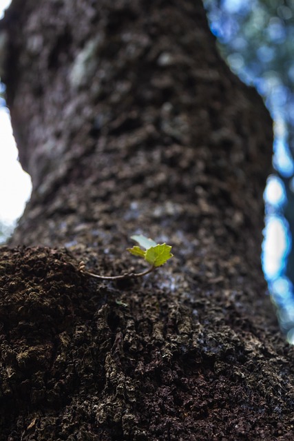 Free Sheet Tree photo and picture