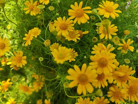 Blomst, Natur, Gul Blomst, Forår, ดอกไม้