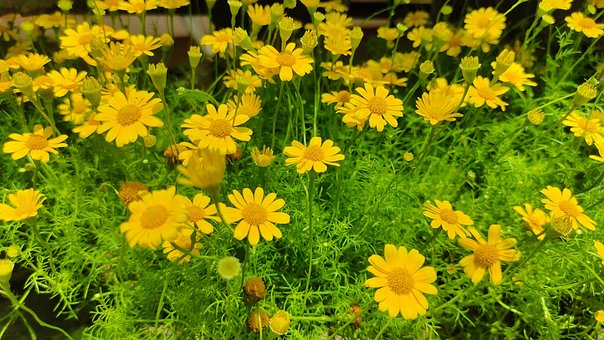 Blomstre, ดอกไม้, Gul Blomst, Forår