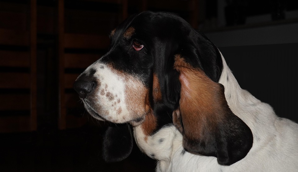 Dog Basset Hound Animal - Free photo on Pixabay - Pixabay