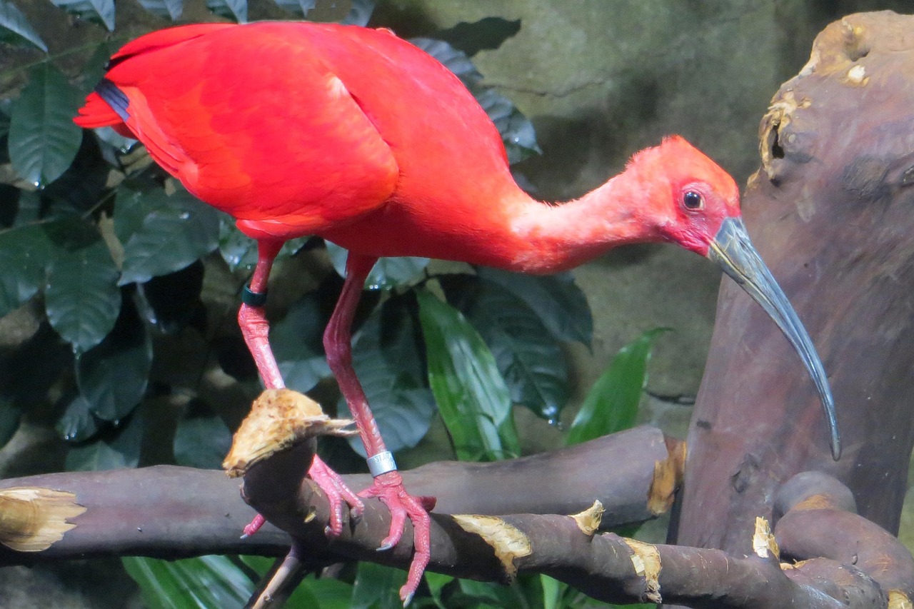  carlate Ibis Oiseau Rouge Le Photo Gratuite Sur Pixabay Pixabay