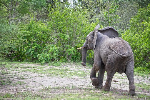 Olifant, Afrika, Safari, Tanzania
