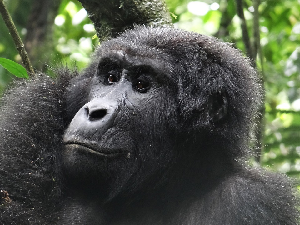 Gorilla Ape Animal - Free photo on Pixabay