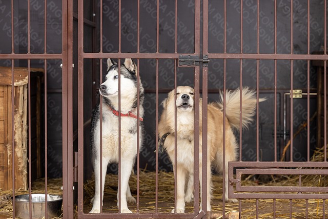 Honden, Schuilplaats, Dieren, Huisdieren