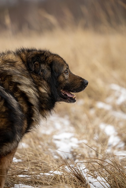 Hond, Huisdier, Goedkeuring, Redden