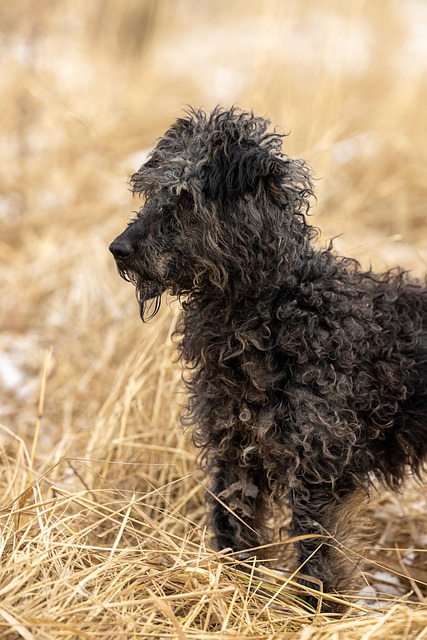 Hond, Opvang Hond, Reddingshond, Hooi