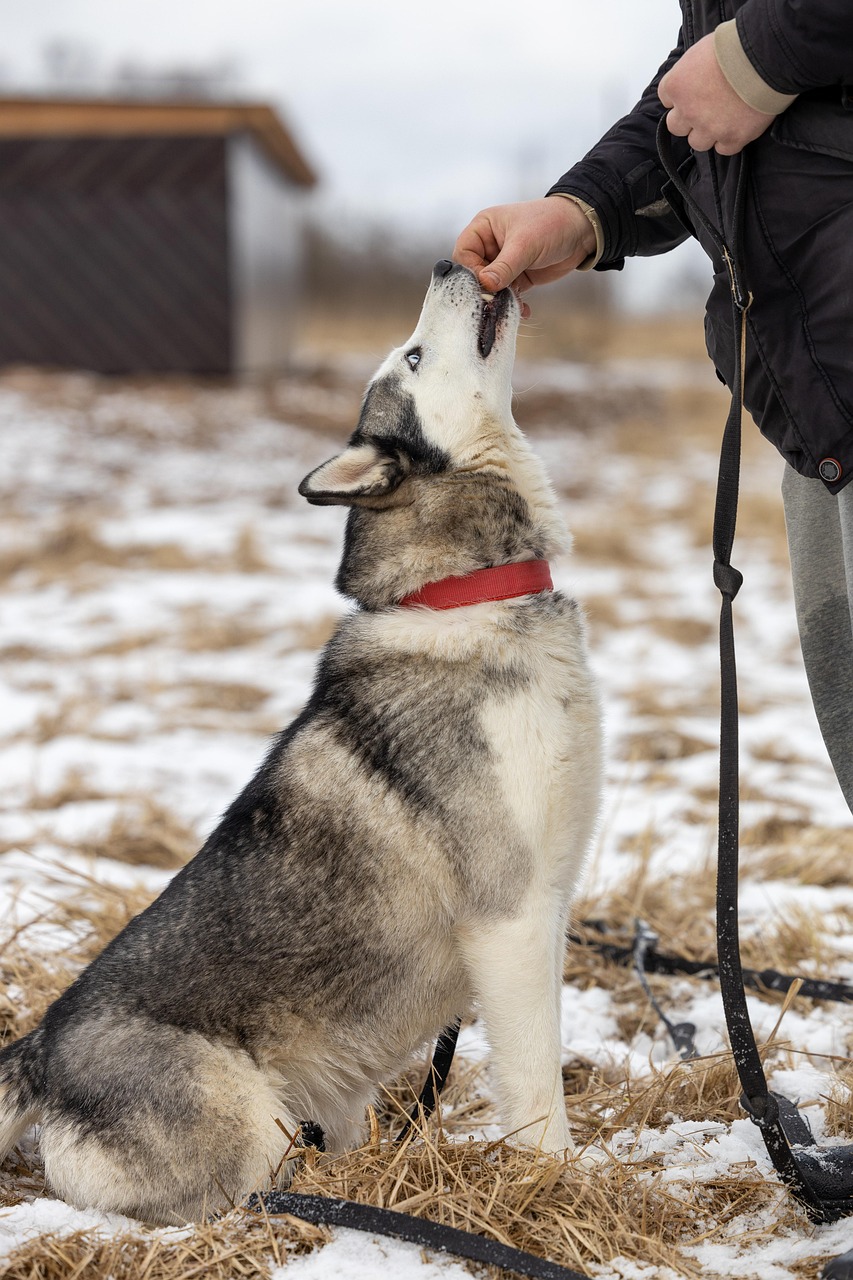 Dog Husky Pet Free photo on Pixabay Pixabay