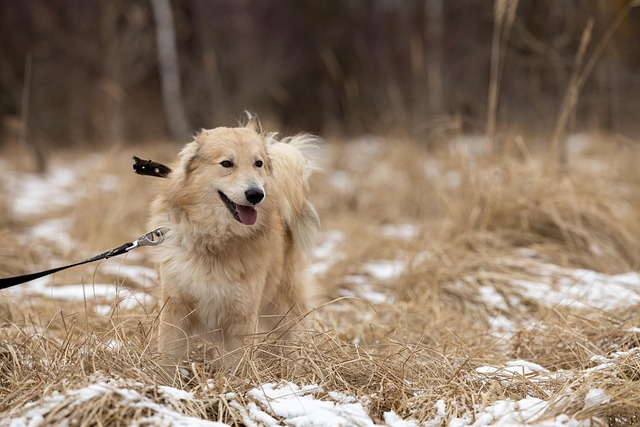 Sneeuw, Hond, Opvang Hond, Reddingshond