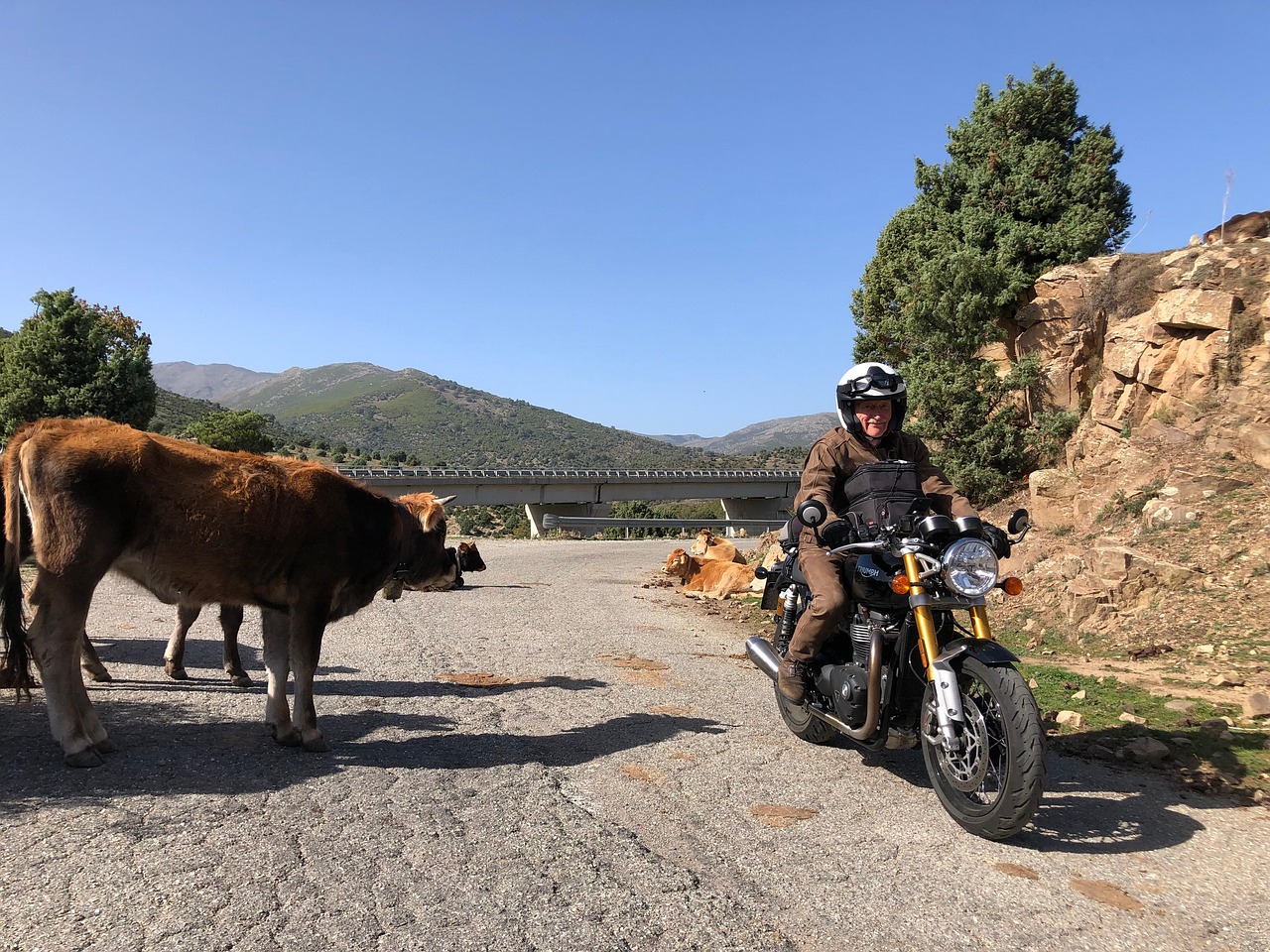 Motorcycle Tour Sardinia Cows On Free photo on Pixabay Pixabay