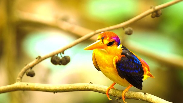 Schöner Vogel, Barsch, Zweig, Natürlich
