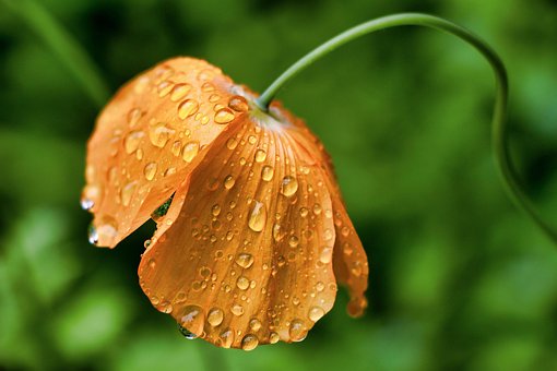 Free Flowers Water Droplets photo and picture