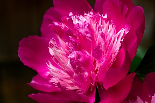 Free Flowers Peony photo and picture