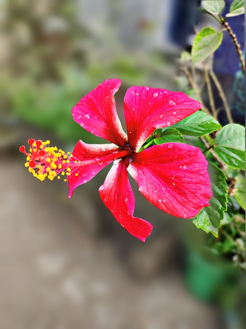 Free Hibiscus Flower photo and picture