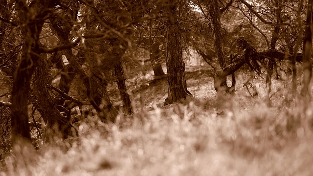 Bomen, Woud, Land, Coniferen