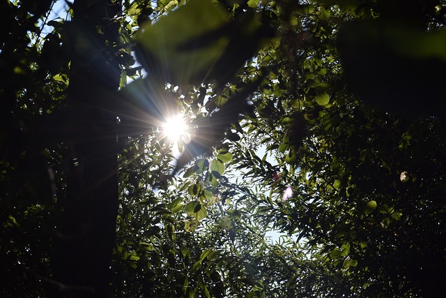 Free Light Backlighting photo and picture