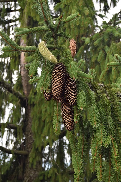Free Forest Tap photo and picture