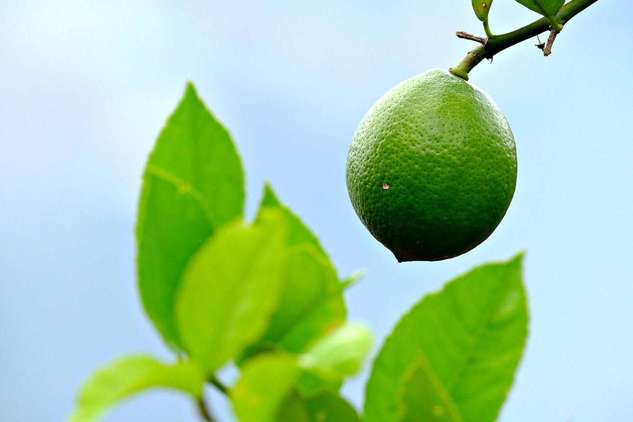 Lemon Lime Tree Free photo on Pixabay Pixabay