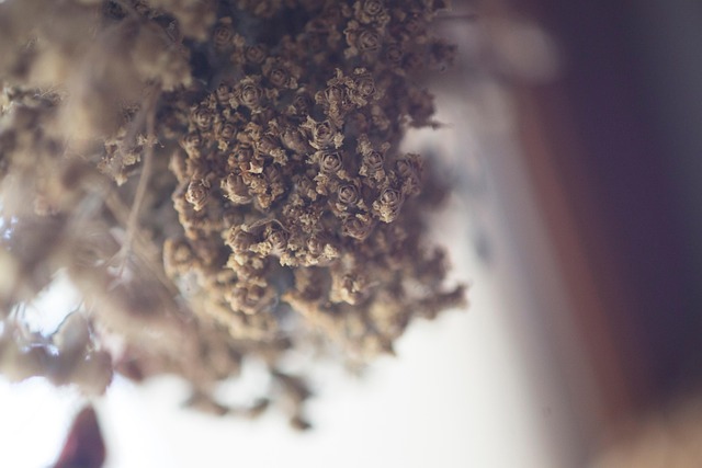Oregano, Kruiden, Specerijen, Koken