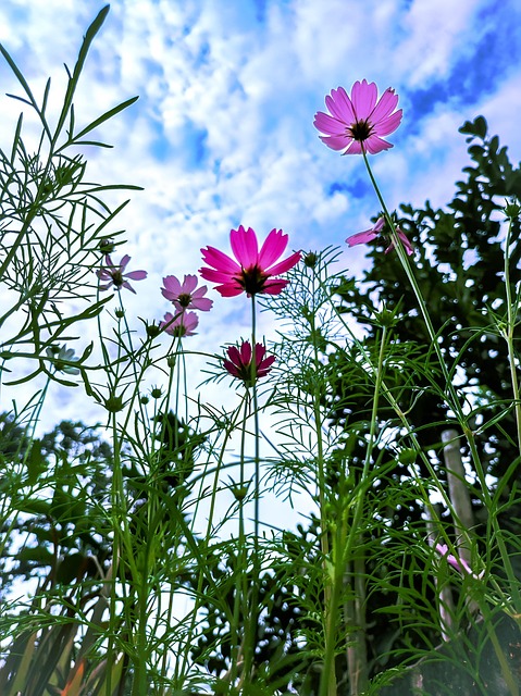Free Colorful Cosmos photo and picture