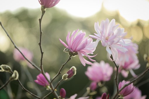 Blumen, Frühling, Blumentapete, Blüte