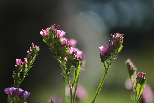 Blume, Feld, Schöne Blumen, Blüte