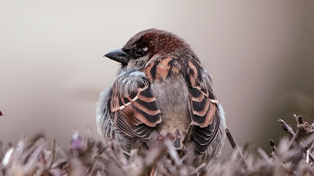 Free Sparrow Bird photo and picture