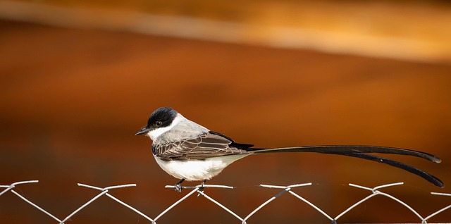 Free Fork-Tailed Flycatcher Tyrannus Savana photo and picture