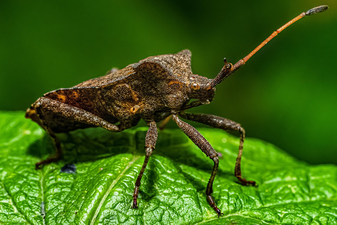 Insecto Planta Hoja Verde - Foto gratis en Pixabay - Pixabay