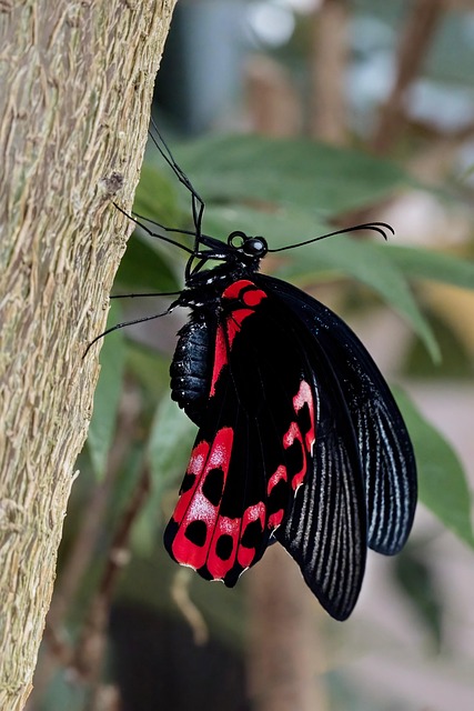 Free Butterflies Insects photo and picture