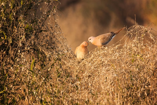 Vogels, Duiven, India, Natuur