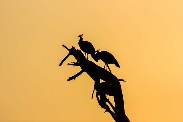 Pauwen, Vogels, India, Natuur, Bharatpur