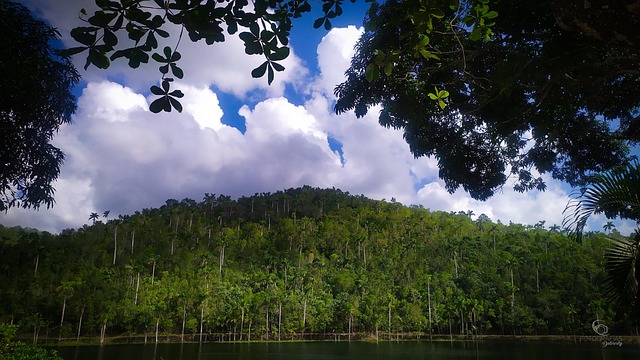 Free Green Nature photo and picture
