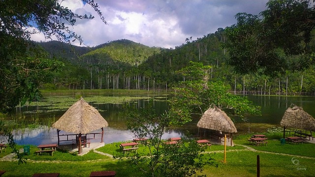 Free Environment Forest photo and picture