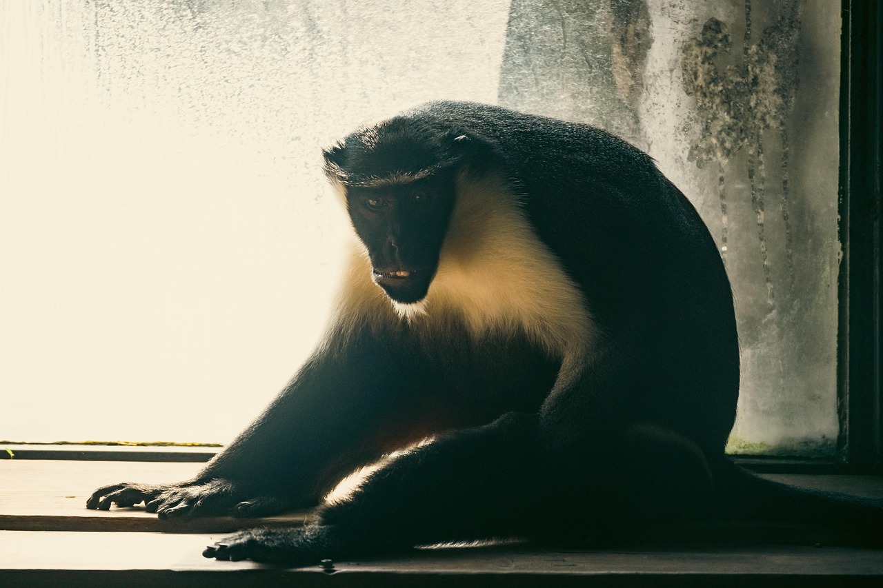 Baboon - free online jigsaw puzzle photo