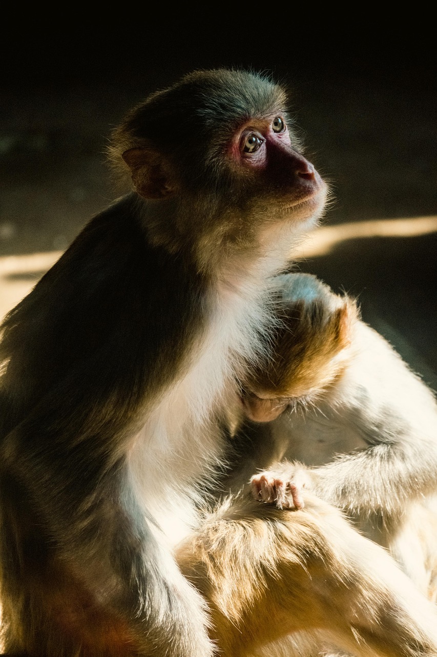 Monkeys Primates Animals Maternal Free photo on Pixabay Pixabay