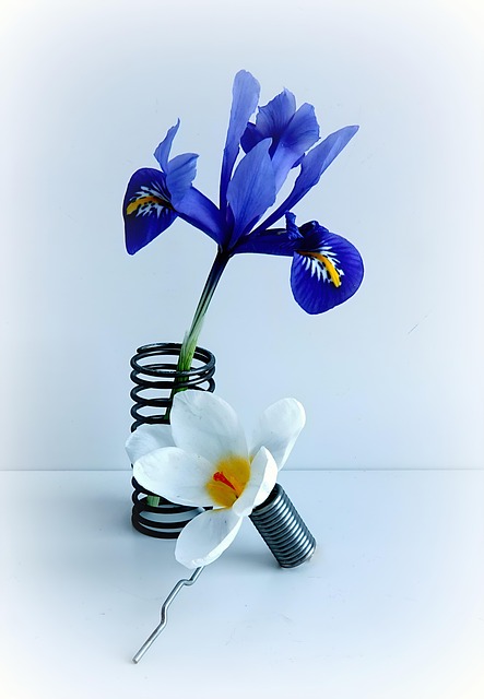 Free Flowers Blossom photo and picture