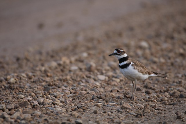 Free Bird Nature photo and picture