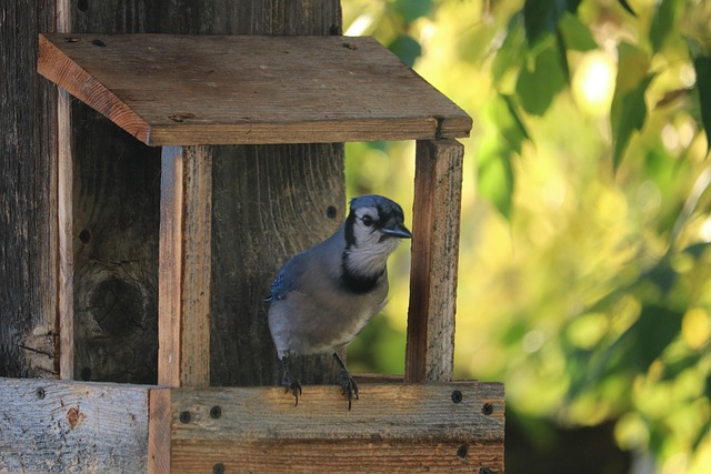 Free Bird Jay photo and picture