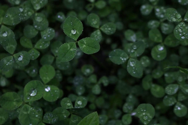 Free Green Nature photo and picture