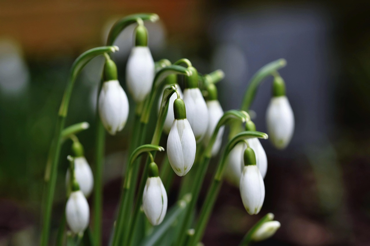 400 000 free snowdrop flower snowdrop photos pixabay
