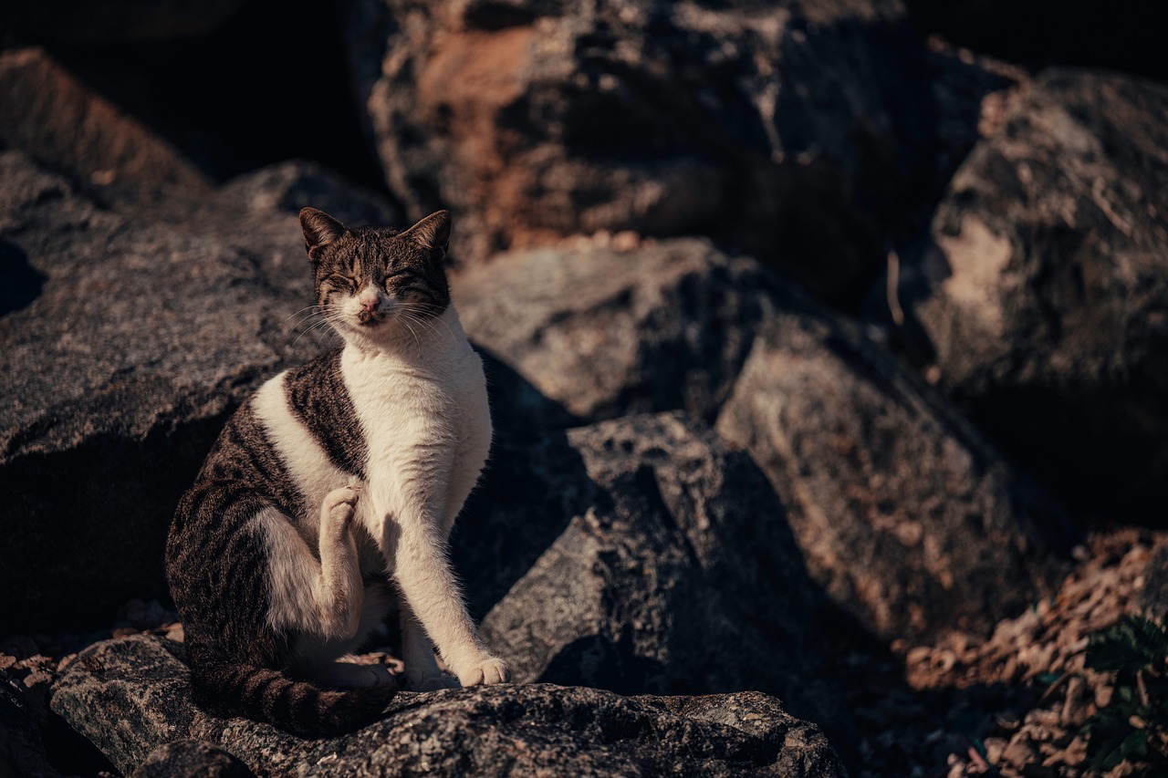 Kuwait Cat Animal Free photo on Pixabay Pixabay