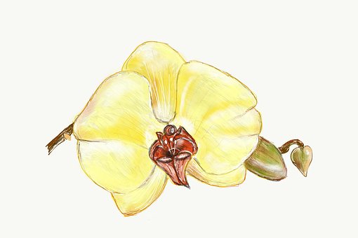 Free Orchid Yellow photo and picture