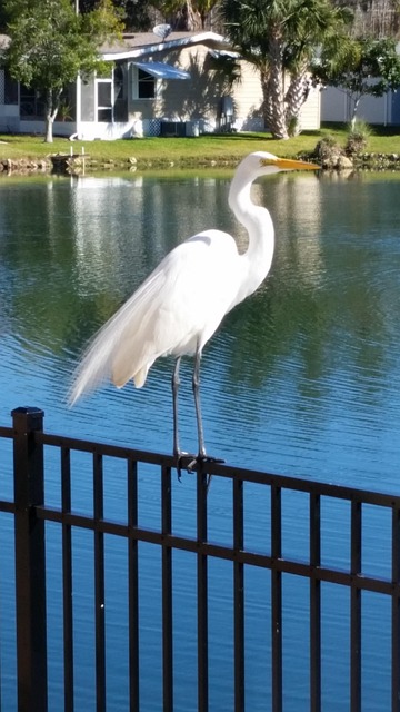 Free White Heron photo and picture