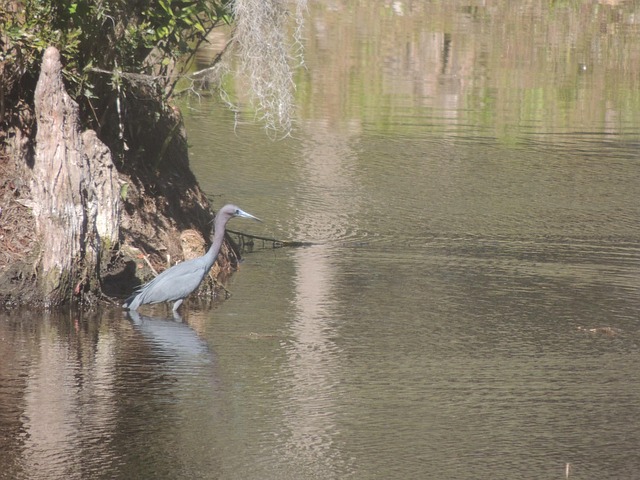 Free Blue Heron photo and picture