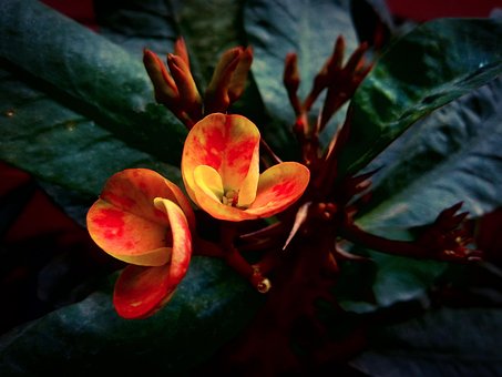 Free Crown Of Thorn Flower photo and picture